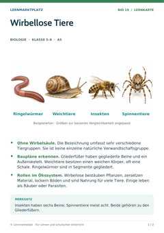 Biologie Lernkarte: Wirbellose Tiere (A5-PDF)
