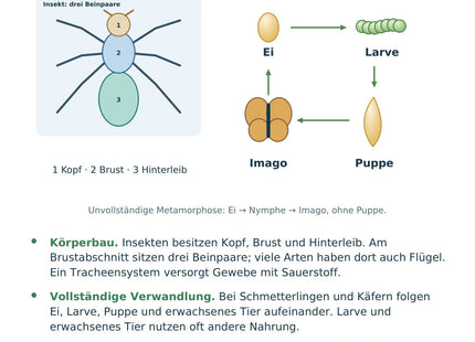 Biologie: Insekten und Metamorphose – überarbeitete A5-Lernkarte