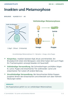 Biologie Lernkarte: Insekten und Metamorphose (A5-PDF)