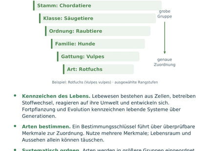 Biologie: Lebewesen ordnen und bestimmen – überarbeitete A5-Lernkarte