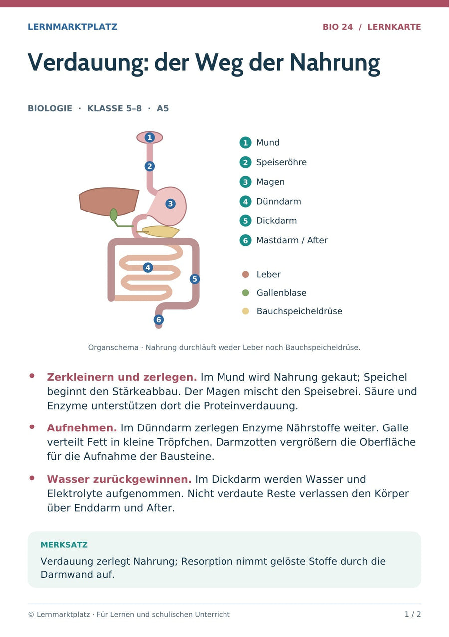 Biologie: Verdauung: der Weg der Nahrung – überarbeitete A5-Lernkarte