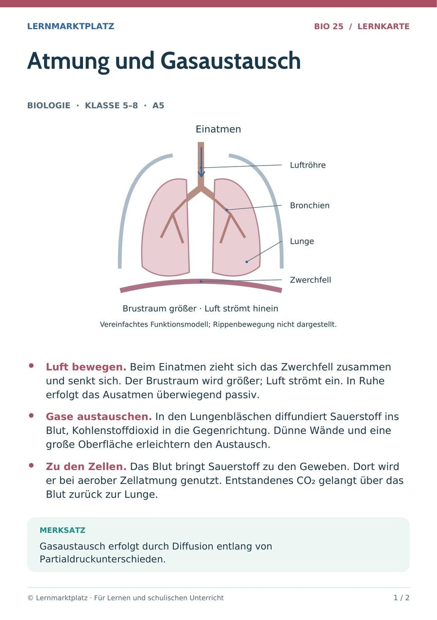 Biologie: Atmung und Gasaustausch – überarbeitete A5-Lernkarte