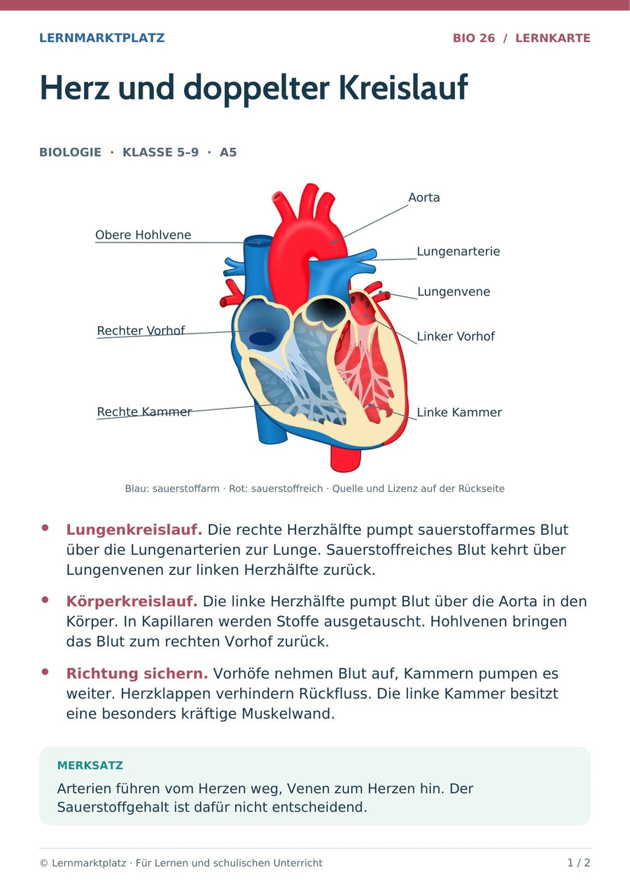 Biologie: Herz und doppelter Kreislauf – überarbeitete A5-Lernkarte; Herzabbildung nach ZooFari / Mr.Average, CC BY-SA 3.0