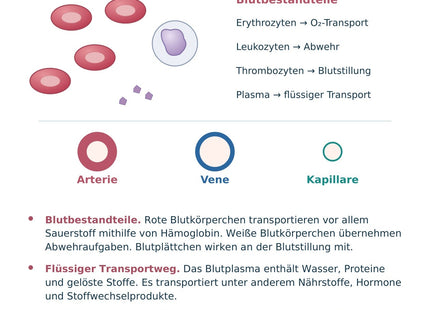 Biologie: Blut und Blutgefäße – überarbeitete A5-Lernkarte