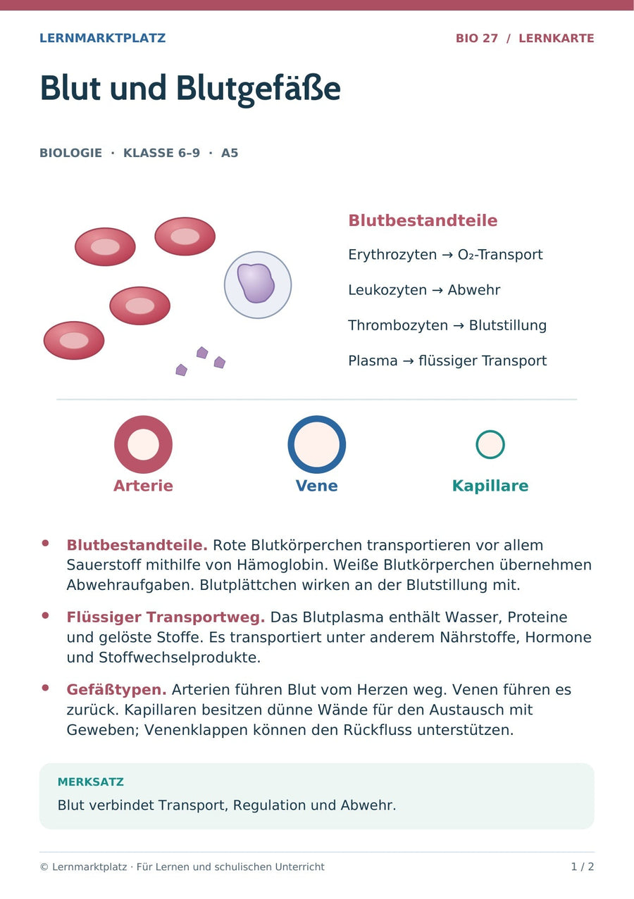 Biologie: Blut und Blutgefäße – überarbeitete A5-Lernkarte
