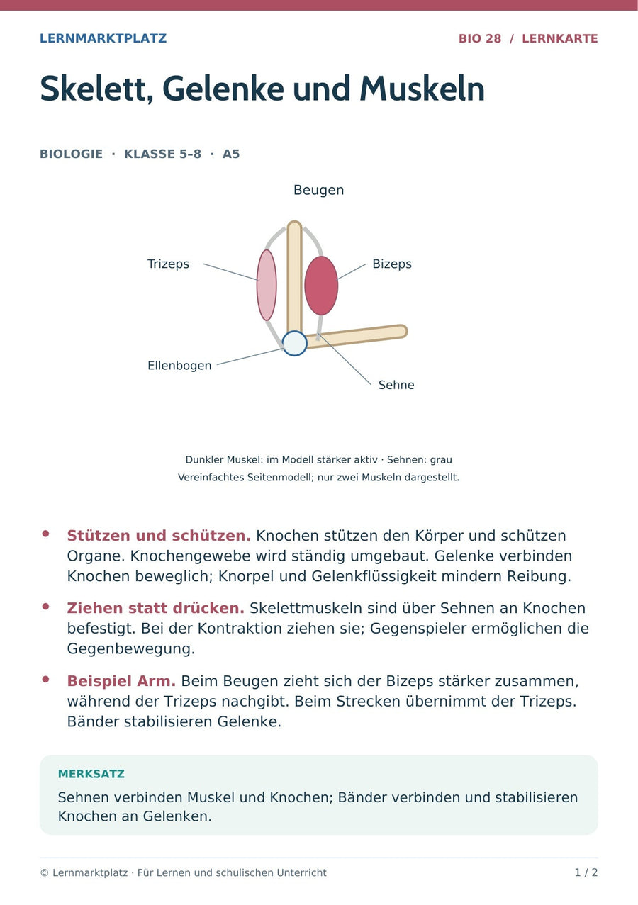 Biologie: Skelett, Gelenke und Muskeln – überarbeitete A5-Lernkarte