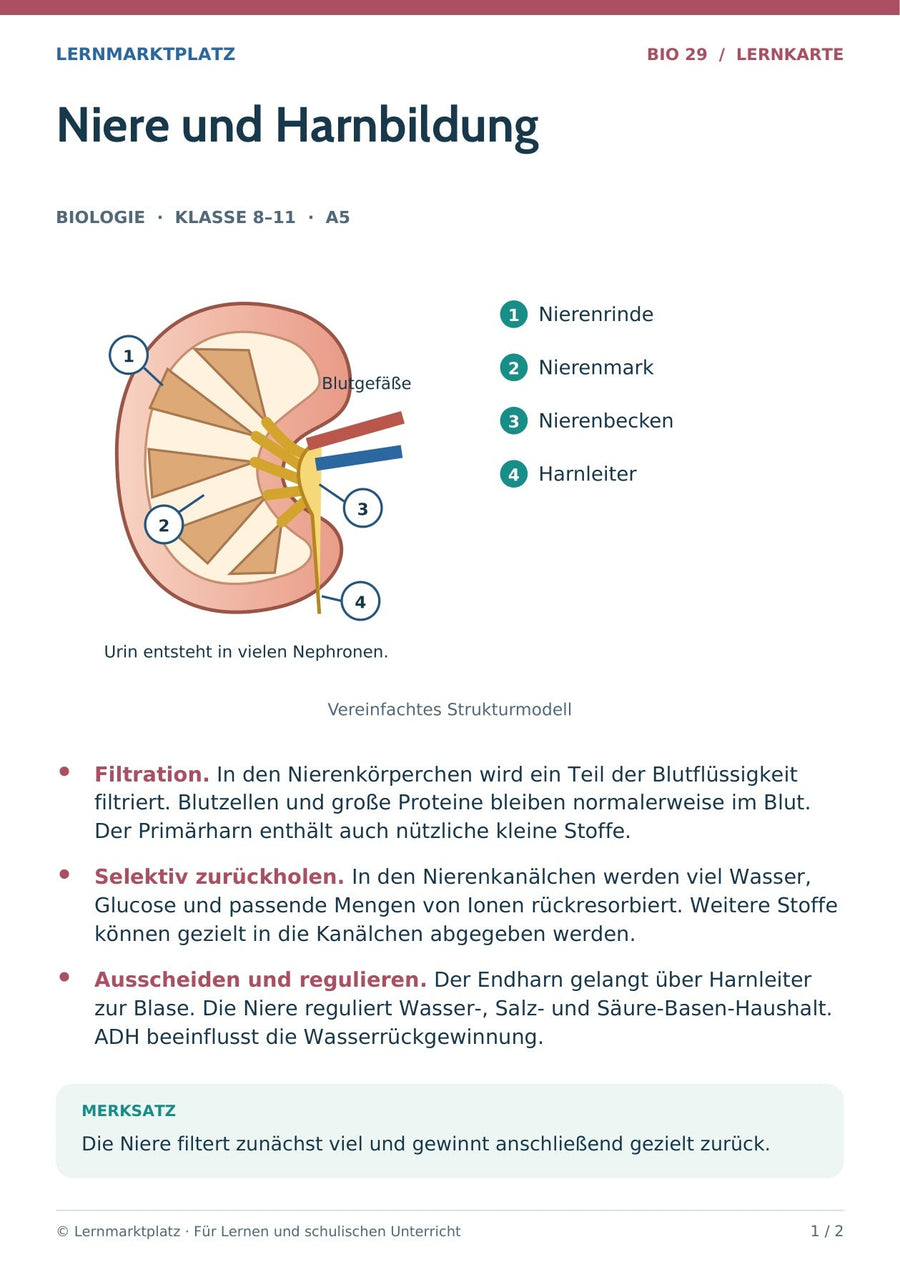 Biologie: Niere und Harnbildung – überarbeitete A5-Lernkarte