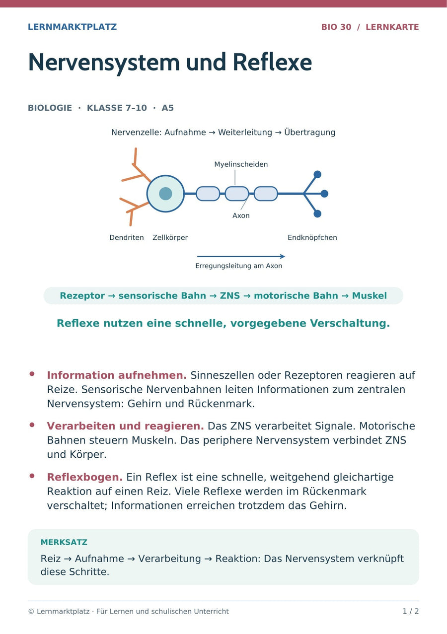 Biologie: Nervensystem und Reflexe – überarbeitete A5-Lernkarte