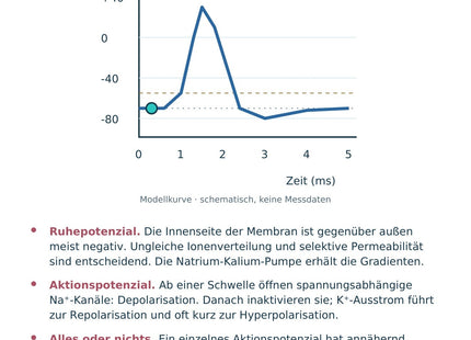Biologie: Ruhe- und Aktionspotenzial – überarbeitete A5-Lernkarte