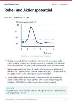 Biologie Lernkarte: Ruhe- und Aktionspotenzial (A5-PDF)