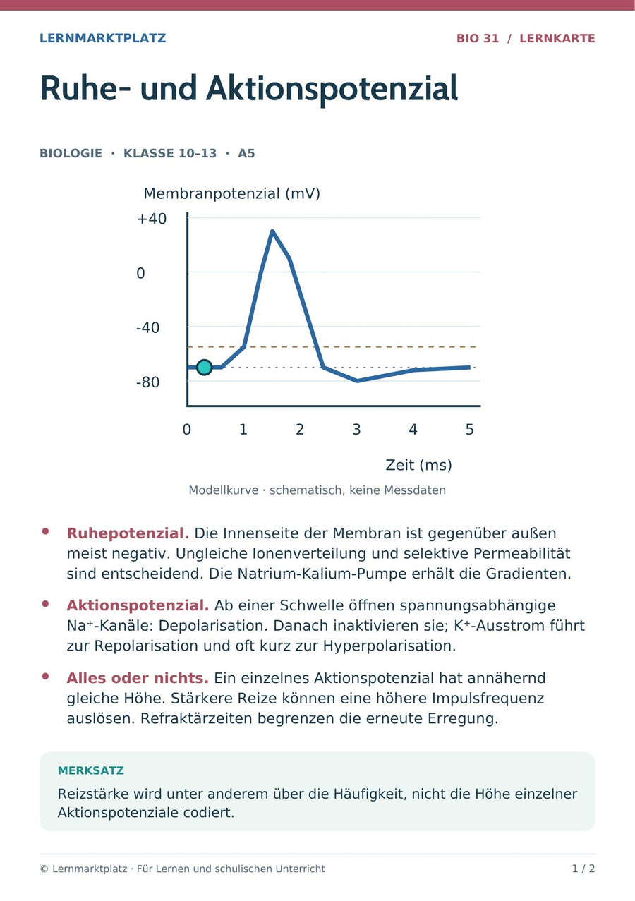 Biologie: Ruhe- und Aktionspotenzial – überarbeitete A5-Lernkarte