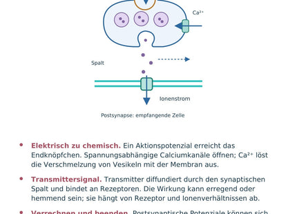 Biologie: Synapse und Signalübertragung – überarbeitete A5-Lernkarte
