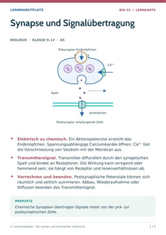 Biologie Lernkarte: Synapse und Signalübertragung (A5-PDF)