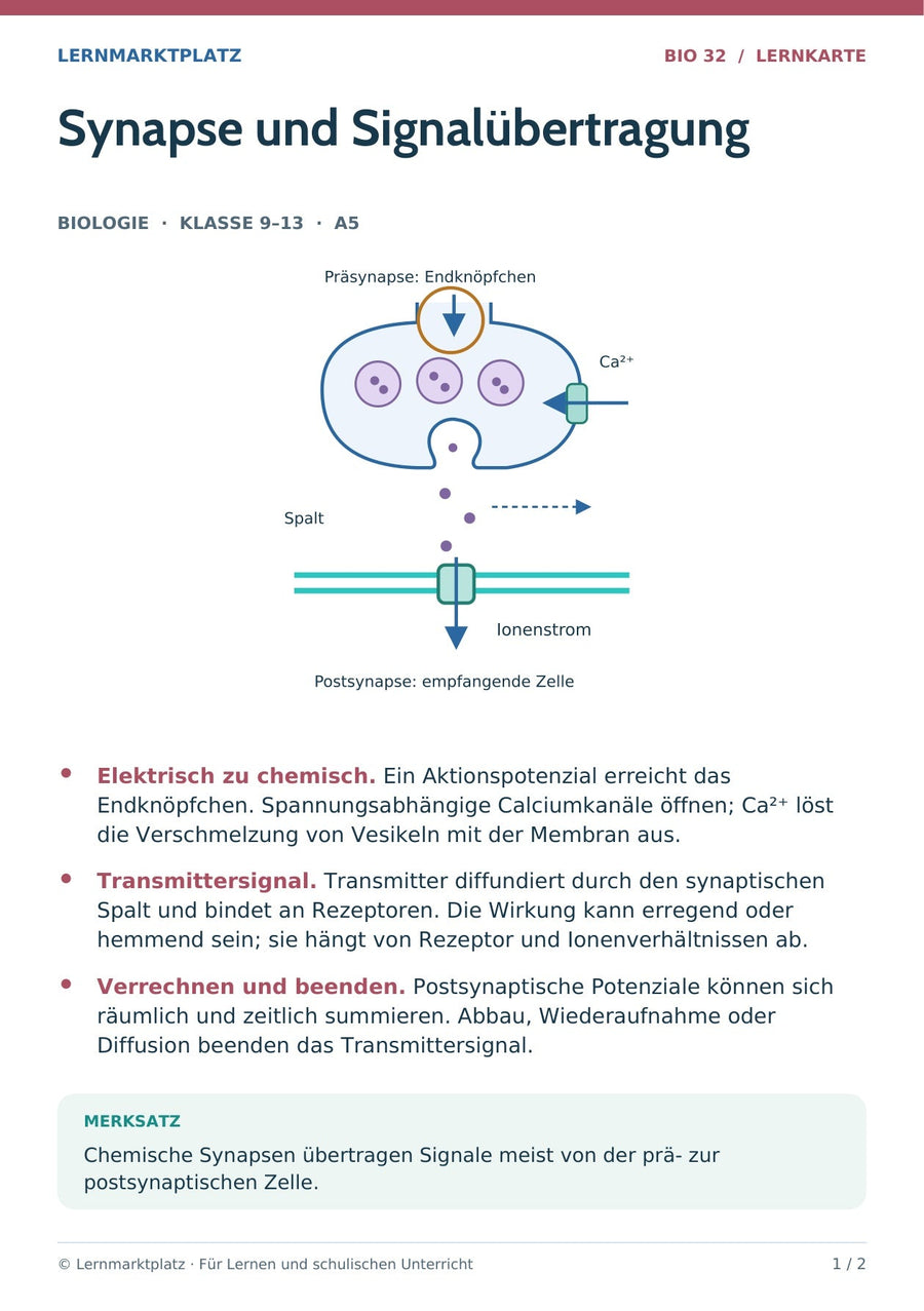 Biologie: Synapse und Signalübertragung – überarbeitete A5-Lernkarte