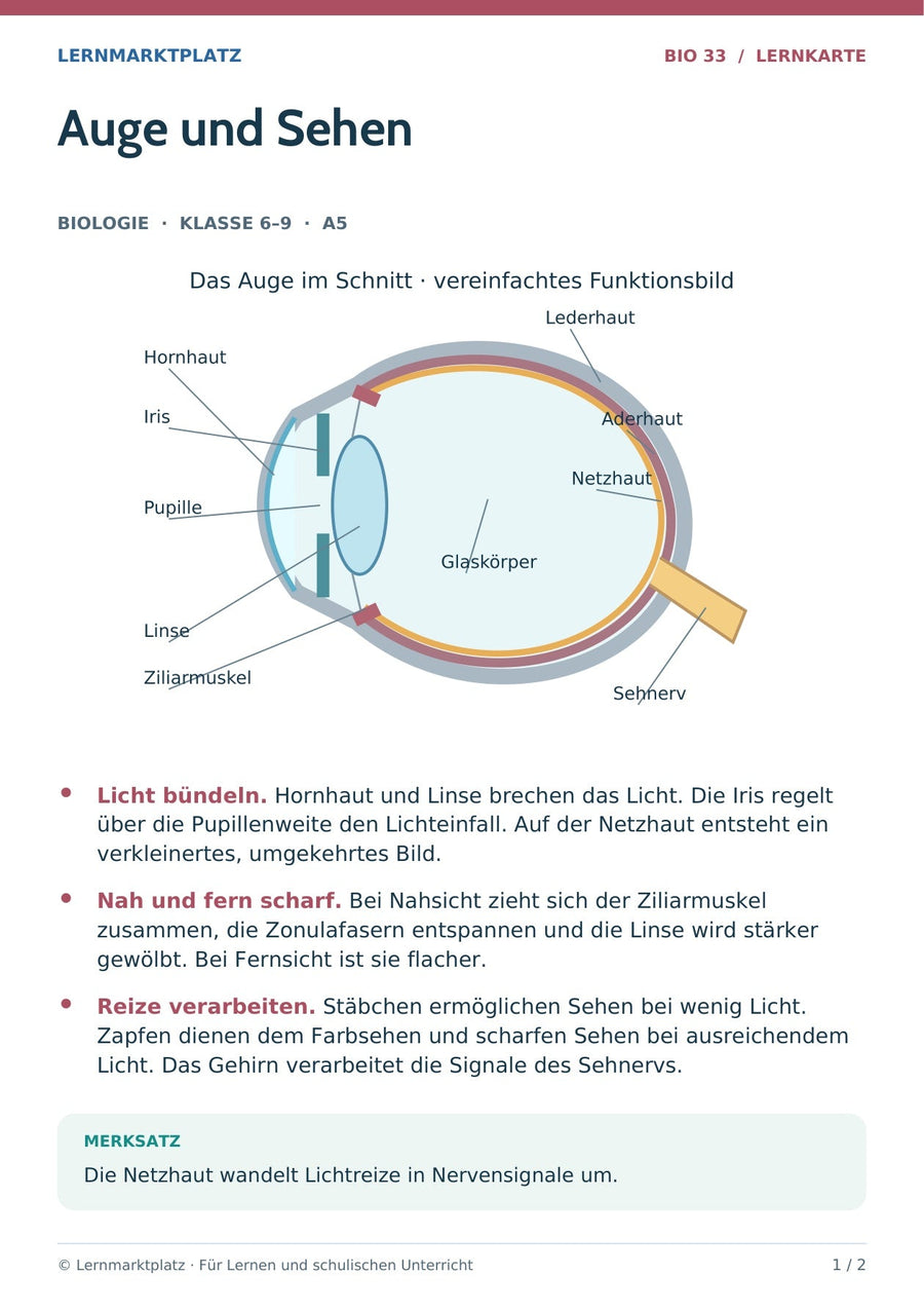 Biologie: Auge und Sehen – überarbeitete A5-Lernkarte