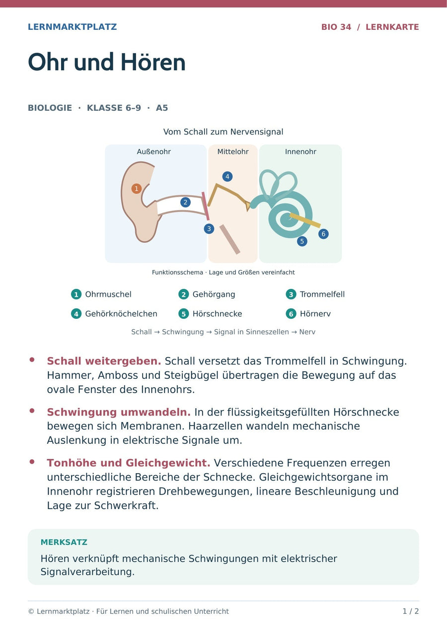 Biologie: Ohr und Hören – überarbeitete A5-Lernkarte