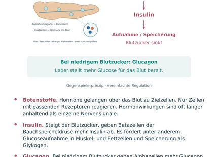 Biologie: Hormone und Blutzucker – überarbeitete A5-Lernkarte