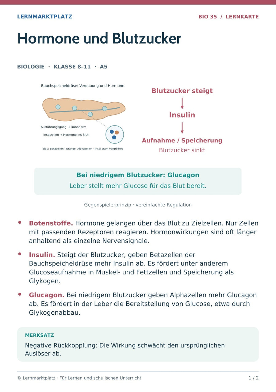 Biologie: Hormone und Blutzucker – überarbeitete A5-Lernkarte