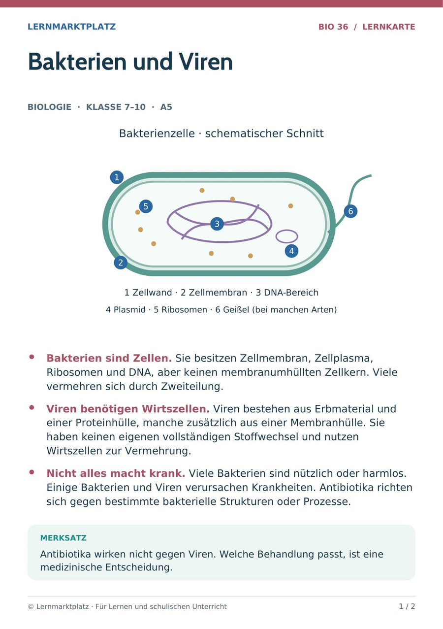 Biologie: Bakterien und Viren – überarbeitete A5-Lernkarte