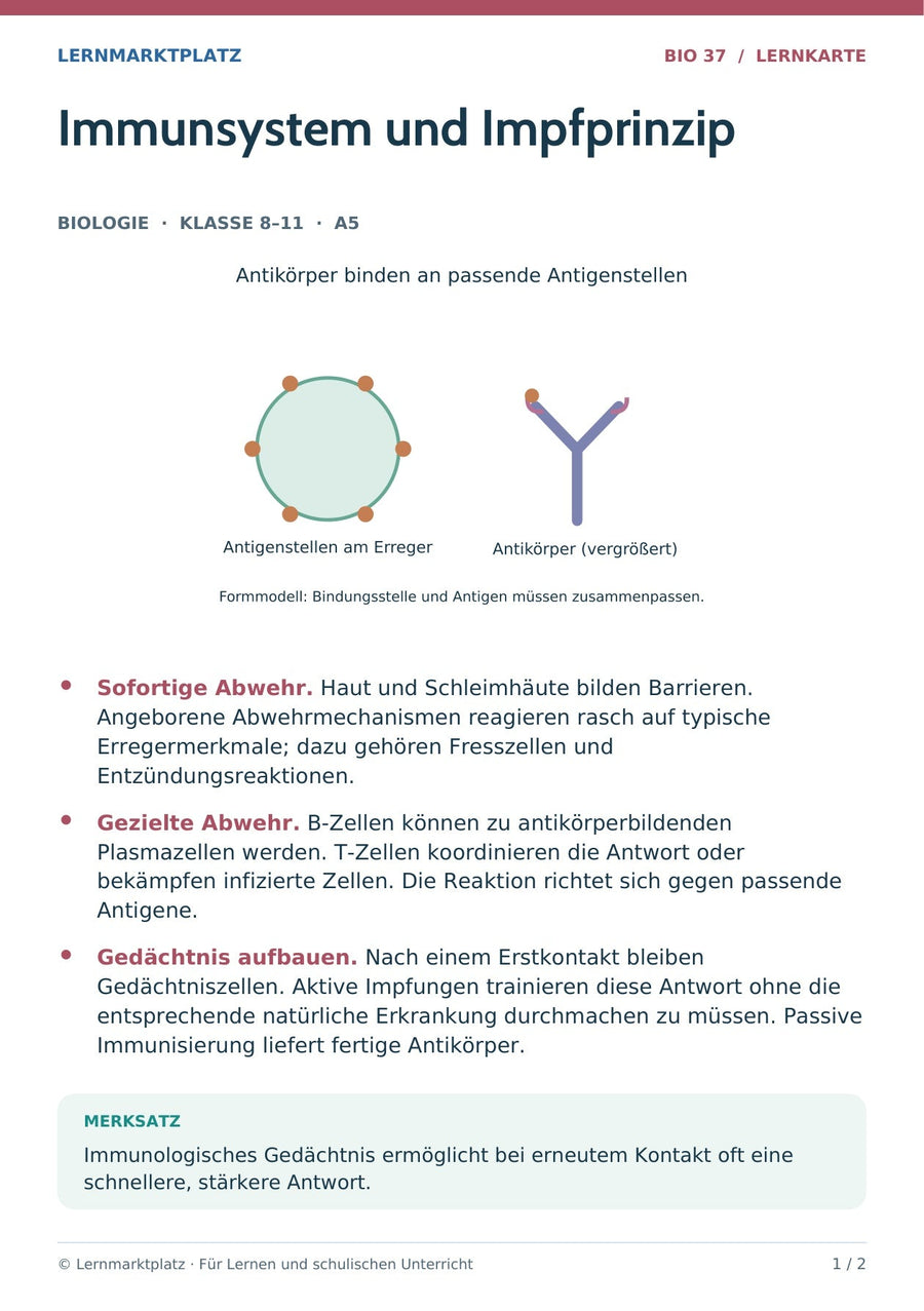 Biologie: Immunsystem und Impfprinzip – überarbeitete A5-Lernkarte