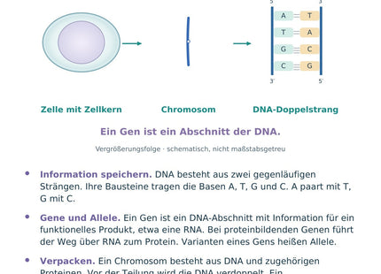 Biologie: DNA, Gene und Chromosomen – überarbeitete A5-Lernkarte