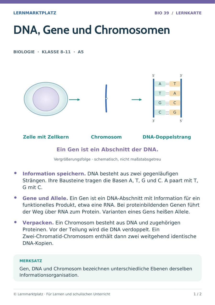 Biologie: DNA, Gene und Chromosomen – überarbeitete A5-Lernkarte