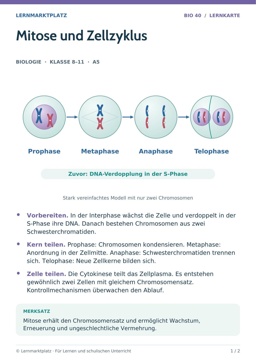 Biologie: Mitose und Zellzyklus – überarbeitete A5-Lernkarte