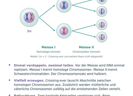 Biologie: Meiose und genetische Vielfalt – überarbeitete A5-Lernkarte