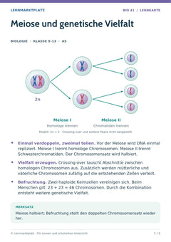 Biologie Lernkarte: Meiose und genetische Vielfalt (A5-PDF)