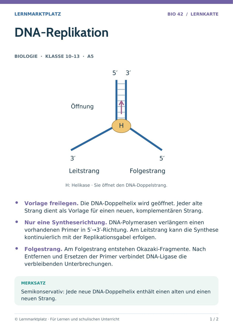 Biologie: DNA-Replikation – überarbeitete A5-Lernkarte
