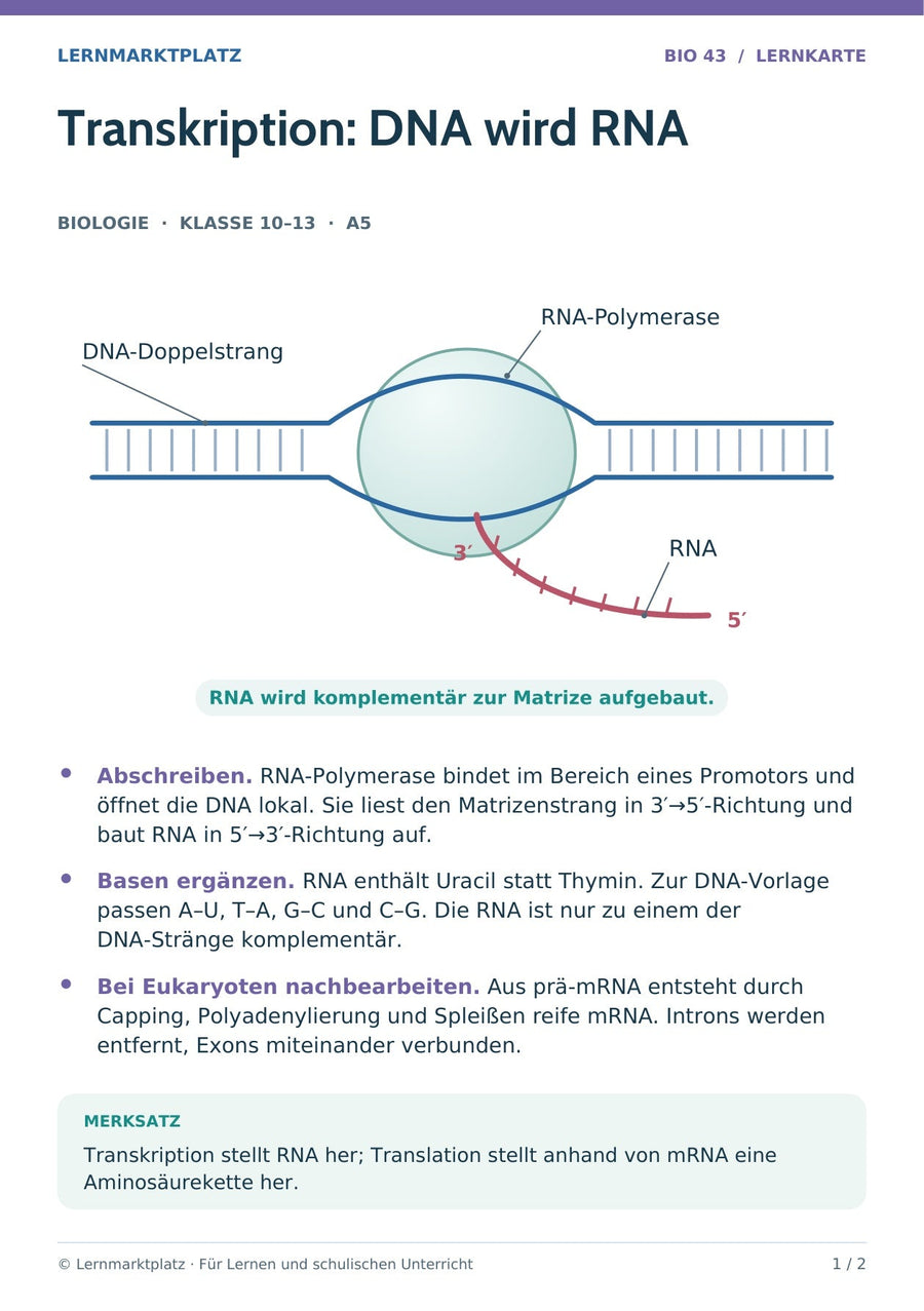 Biologie: Transkription: DNA wird RNA – überarbeitete A5-Lernkarte
