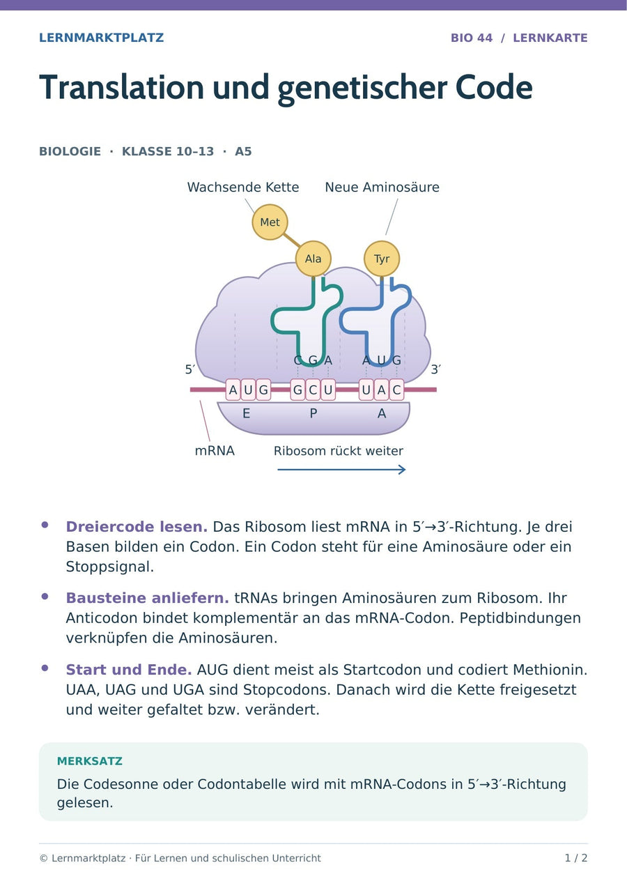 Biologie: Translation und genetischer Code – überarbeitete A5-Lernkarte