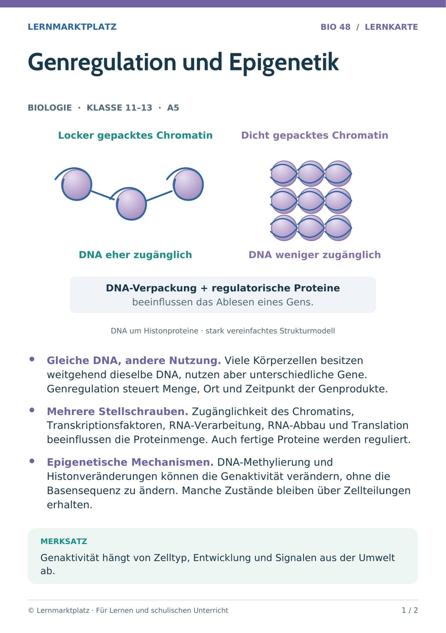 Biologie: Genregulation und Epigenetik – überarbeitete A5-Lernkarte