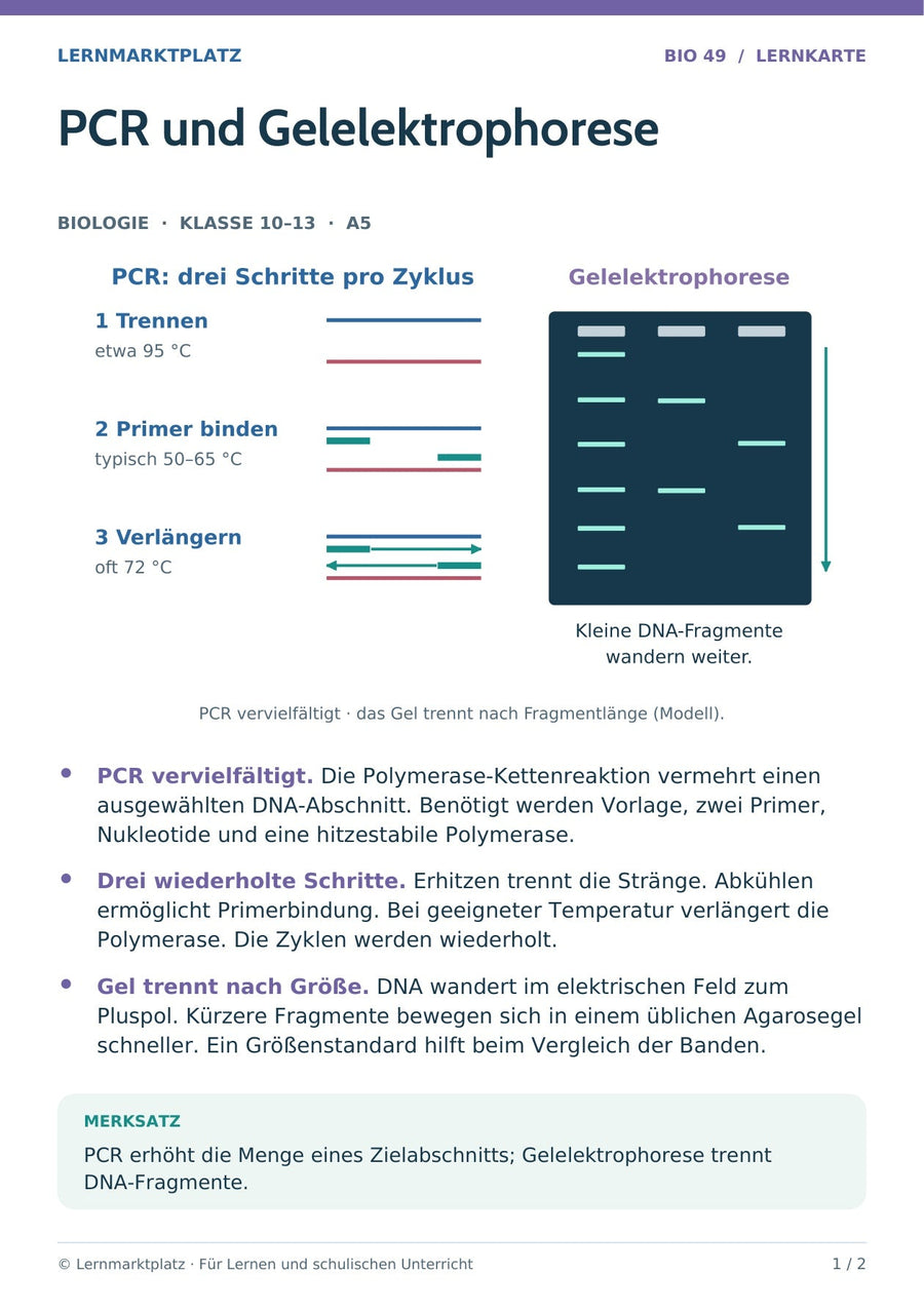 Biologie: PCR und Gelelektrophorese – überarbeitete A5-Lernkarte
