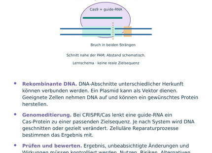 Biologie: Gentechnik und CRISPR/Cas – überarbeitete A5-Lernkarte