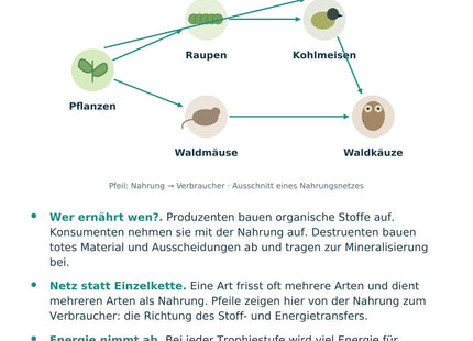 Biologie: Nahrungsnetze und Energiefluss – überarbeitete A5-Lernkarte