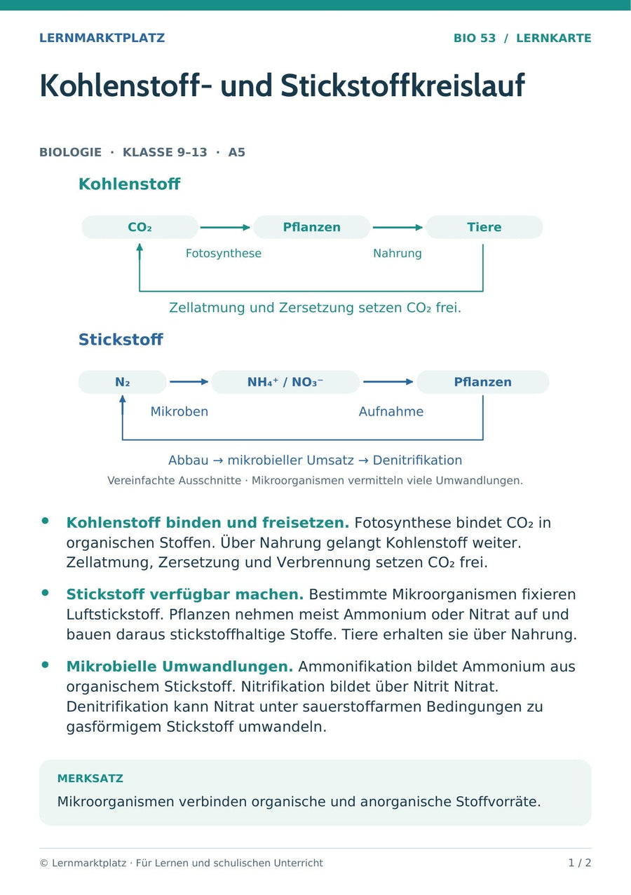 Biologie: Kohlenstoff- und Stickstoffkreislauf – überarbeitete A5-Lernkarte