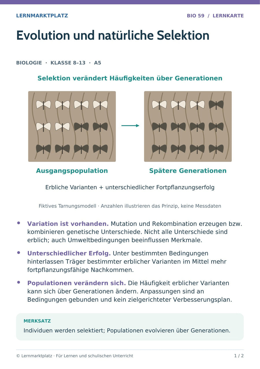 Biologie: Evolution und natürliche Selektion – überarbeitete A5-Lernkarte