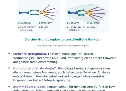 Biologie: Evolutionsbelege und Stammbäume – überarbeitete A5-Lernkarte
