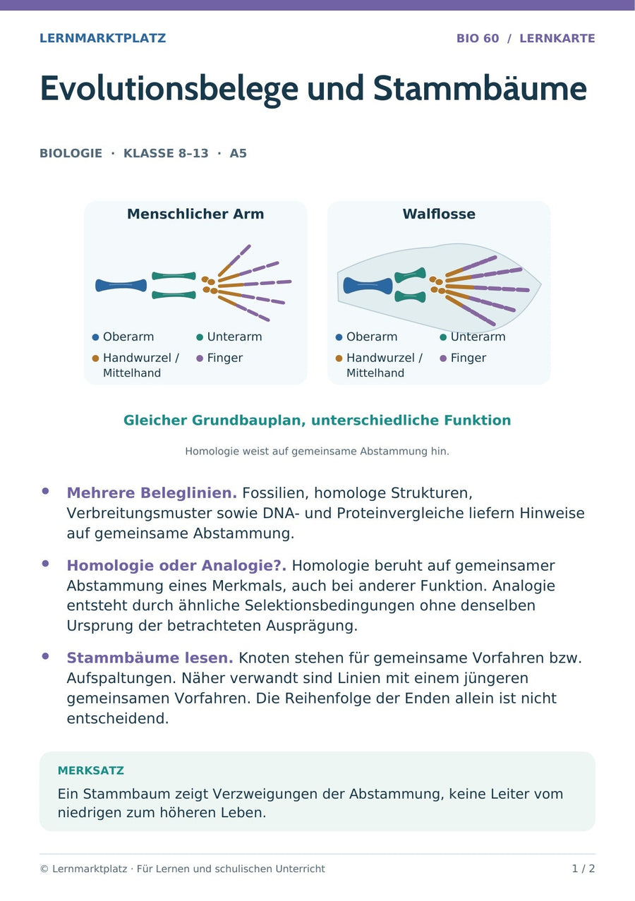 Biologie: Evolutionsbelege und Stammbäume – überarbeitete A5-Lernkarte