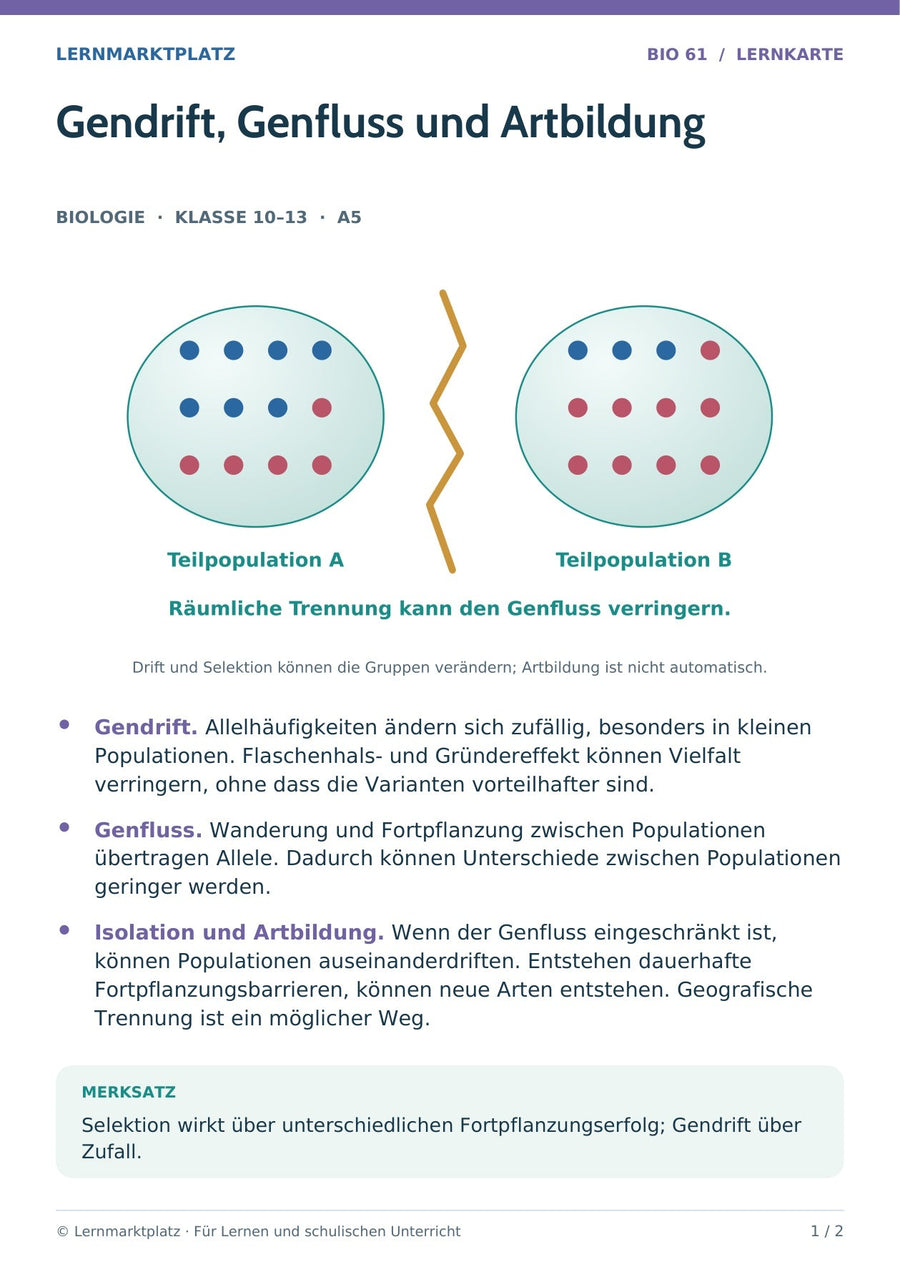 Biologie: Gendrift, Genfluss und Artbildung – überarbeitete A5-Lernkarte