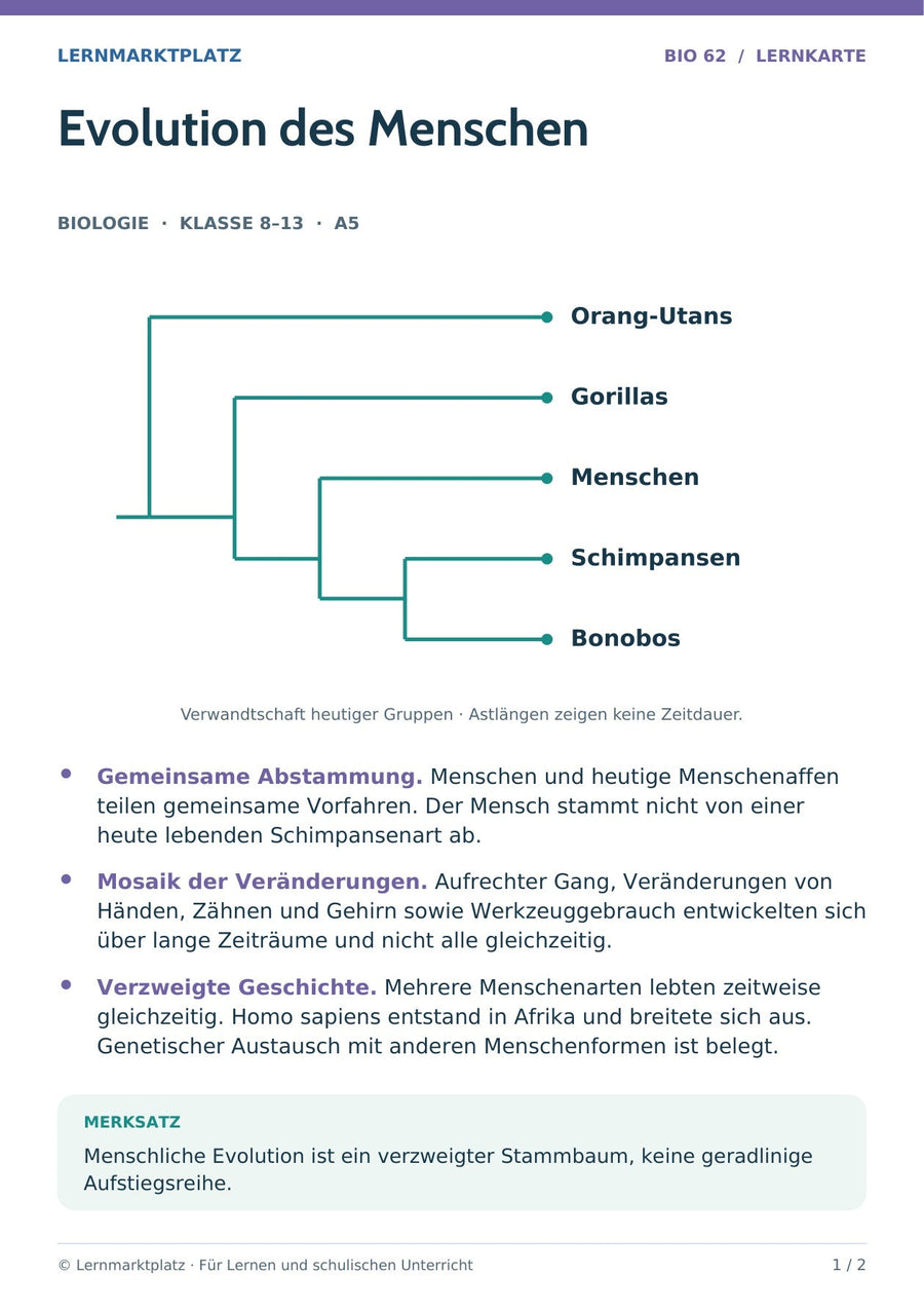 Biologie: Evolution des Menschen – überarbeitete A5-Lernkarte