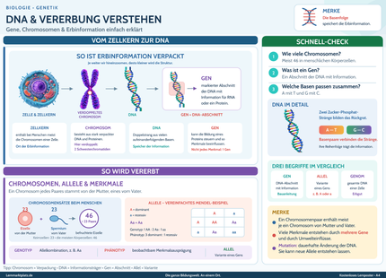 DNA & Vererbung verstehen – Gene, Chromosomen & Erbinformation einfach erklärt – Lernposter / Lernplakat als PDF