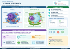 Die Zelle verstehen – Aufbau, Zellbestandteile & Funktionen einfach erklärt – Lernposter / Lernplakat als PDF