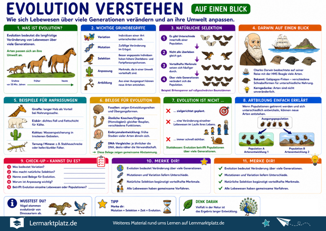 Evolution verstehen – Anpassung, Selektion & Artenentwicklung einfach erklärt – Lernposter / Lernplakat als PDF