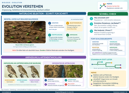 Evolution verstehen – Anpassung, Selektion & Artenentwicklung einfach erklärt – Lernposter / Lernplakat als PDF