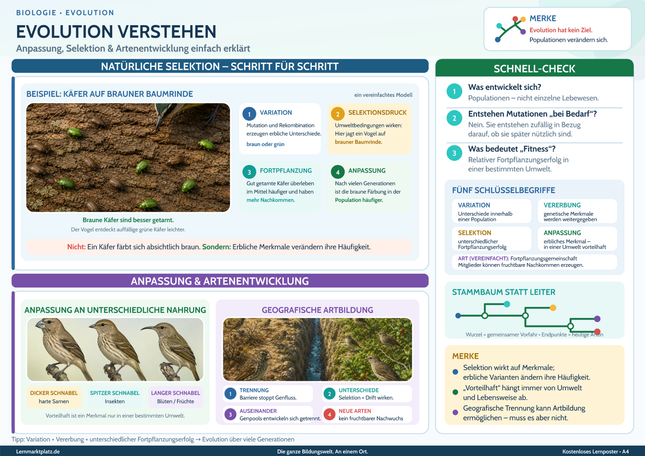 Evolution verstehen – Anpassung, Selektion & Artenentwicklung einfach erklärt – Lernposter / Lernplakat als PDF