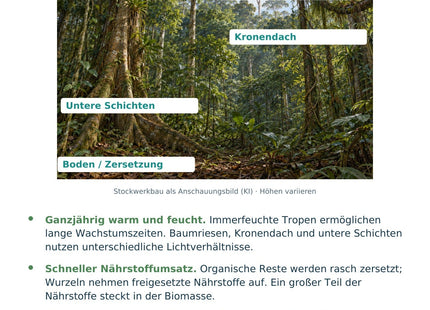 Geographie / Erdkunde: Tropischer Regenwald – Vorderseite der A5-Lernkarte