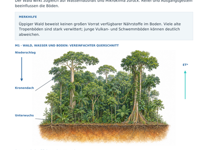 Regenwald mit Geofaktoren – Arbeitsblatt mit hochwertiger Schulbuchillustration