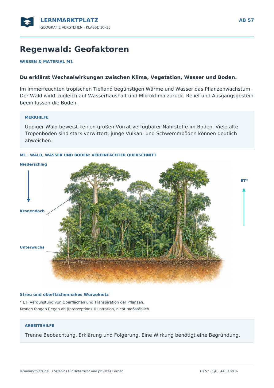 Regenwald mit Geofaktoren – Arbeitsblatt mit hochwertiger Schulbuchillustration